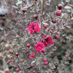 LEPTOSPERMUM scoparium Crimson glory
