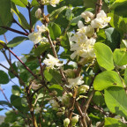 LONICERA fragrantissima