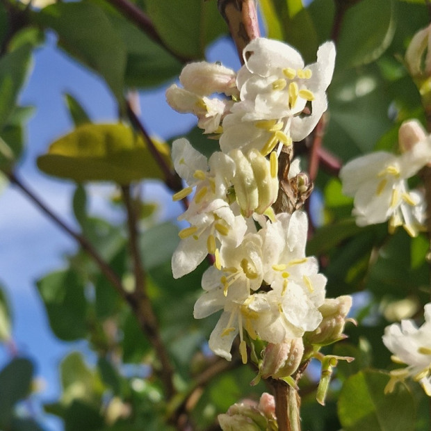 LONICERA fragrantissima