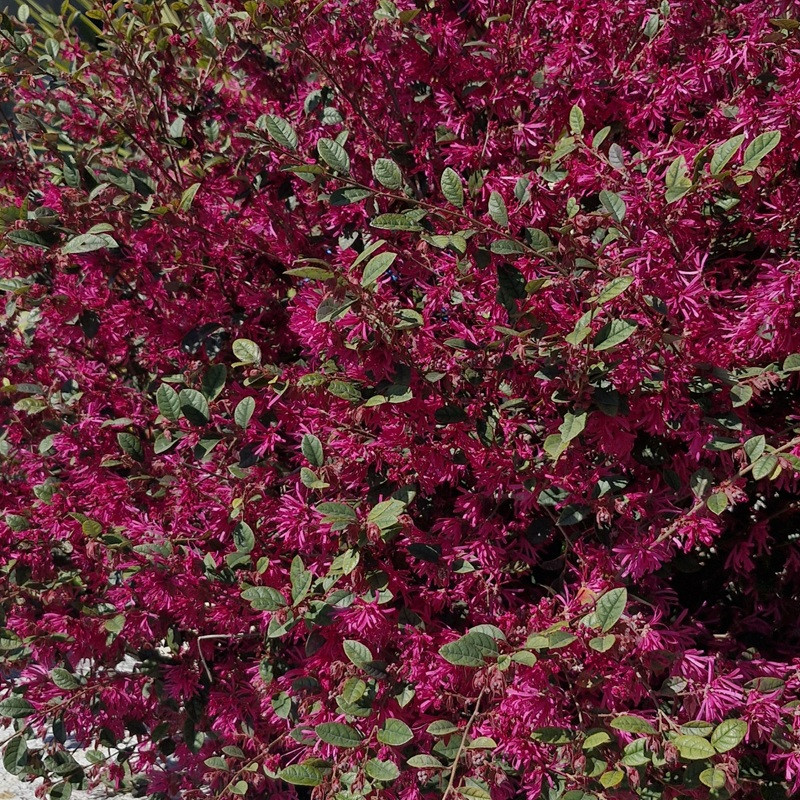 LOROPETALUM chinensis Fire dance