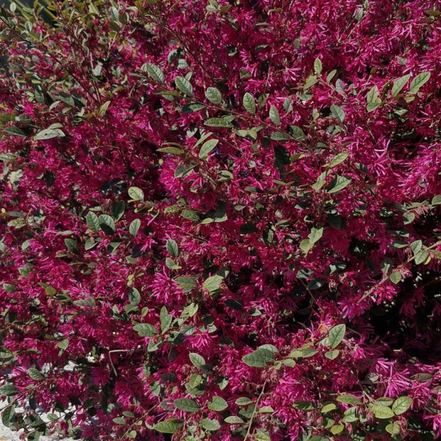 LOROPETALUM chinensis Fire dance