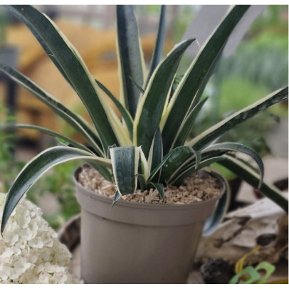 AGAVE x Snow leopard (mangave)