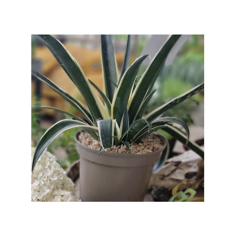 AGAVE x Snow leopard (mangave)