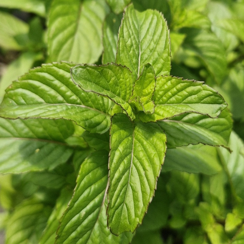 MENTHA spicata Menthe marocaine MENTHA spicata Menthe marocaine
