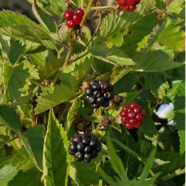 RUBUS fruticosus Dirksen thornless (mure)