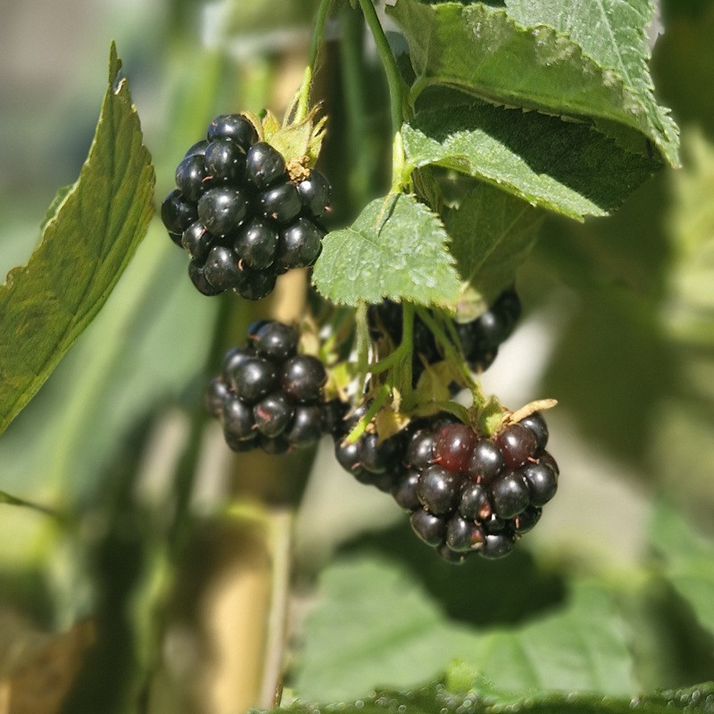 RUBUS fruticosus Dirksen thornless (mure)