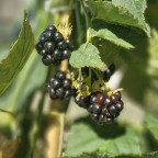 RUBUS fruticosus Dirksen thornless (mure)