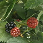 RUBUS fruticosus Dirksen thornless (mure)