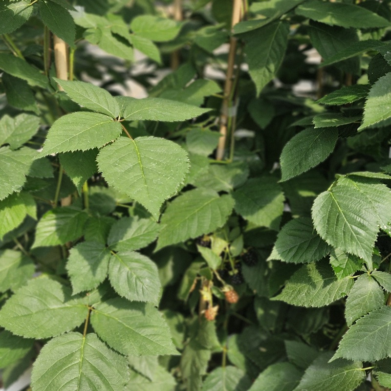 RUBUS fruticosus Dirksen thornless (mure)
