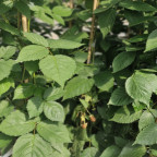 RUBUS fruticosus Dirksen thornless (mure)