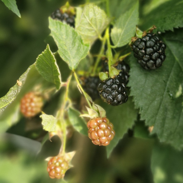 RUBUS fruticosus Dirksen thornless (mure)