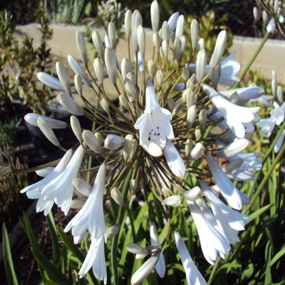 AGAPANTHUS umbellatus Alba