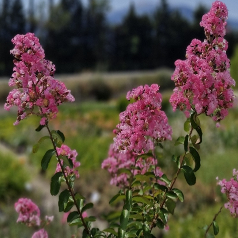 LAGERSTROEMIA indica Pre rose