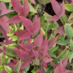 NANDINA domestica Obsessed NANDINA domestica Obsessed