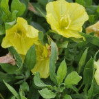 OENOTHERA missouriensis