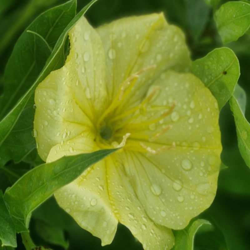 OENOTHERA missouriensis