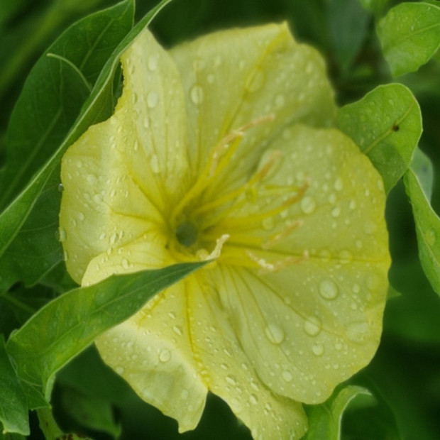 OENOTHERA missouriensis