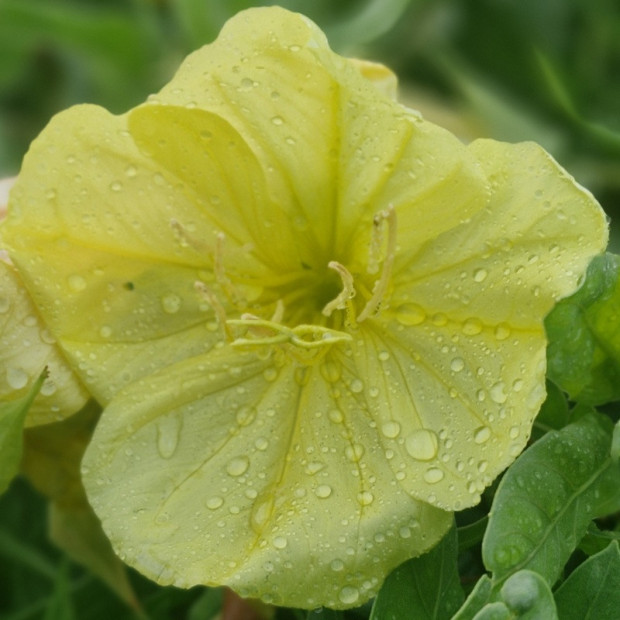 OENOTHERA missouriensis