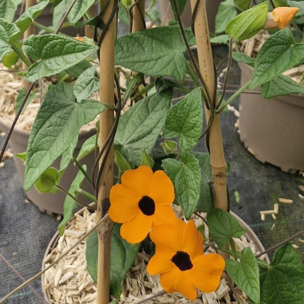 THUNBERGIA alata Orange beauty (suzanne)