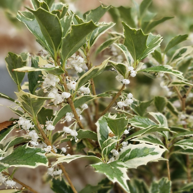 OSMANTHUS heterophyllus Variegatus