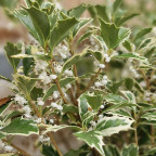 OSMANTHUS heterophyllus Variegatus