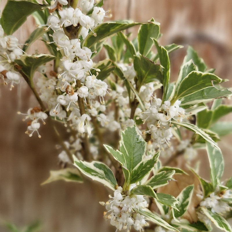 OSMANTHUS heterophyllus Variegatus