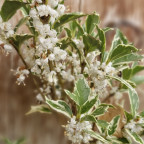 OSMANTHUS heterophyllus Variegatus