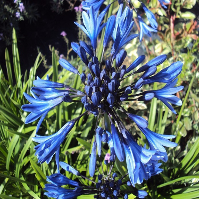 AGAPANTHUS  Navy blue