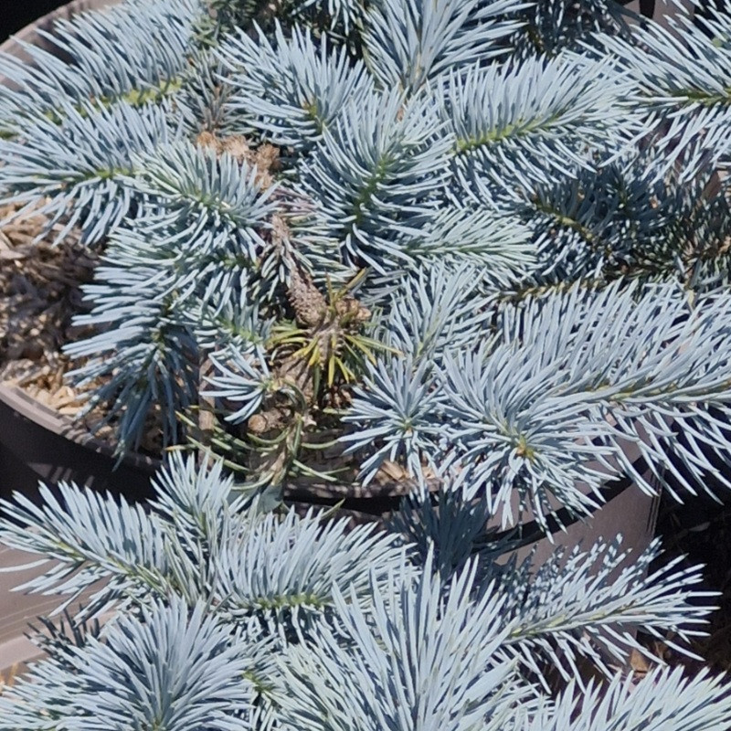 PICEA pungens Koster