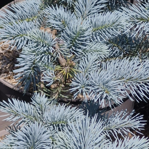 PICEA pungens Koster