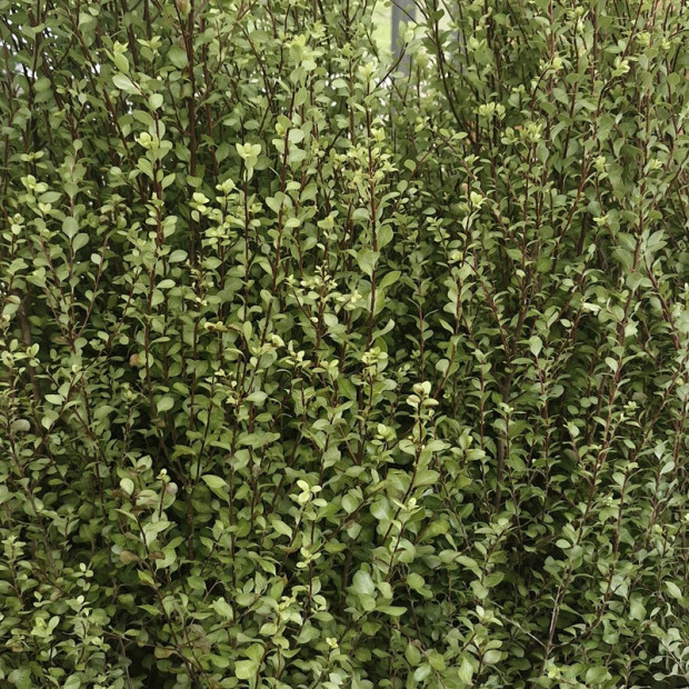 PITTOSPORUM tenuifolium Green elf