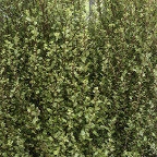 PITTOSPORUM tenuifolium Green elf PITTOSPORUM tenuifolium Green elf