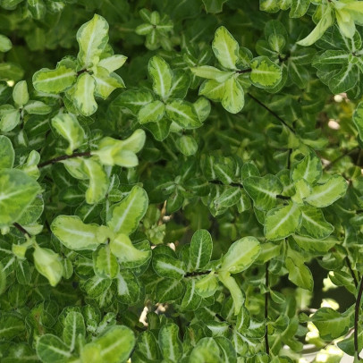 PITTOSPORUM tenuifolium Abbostburygold