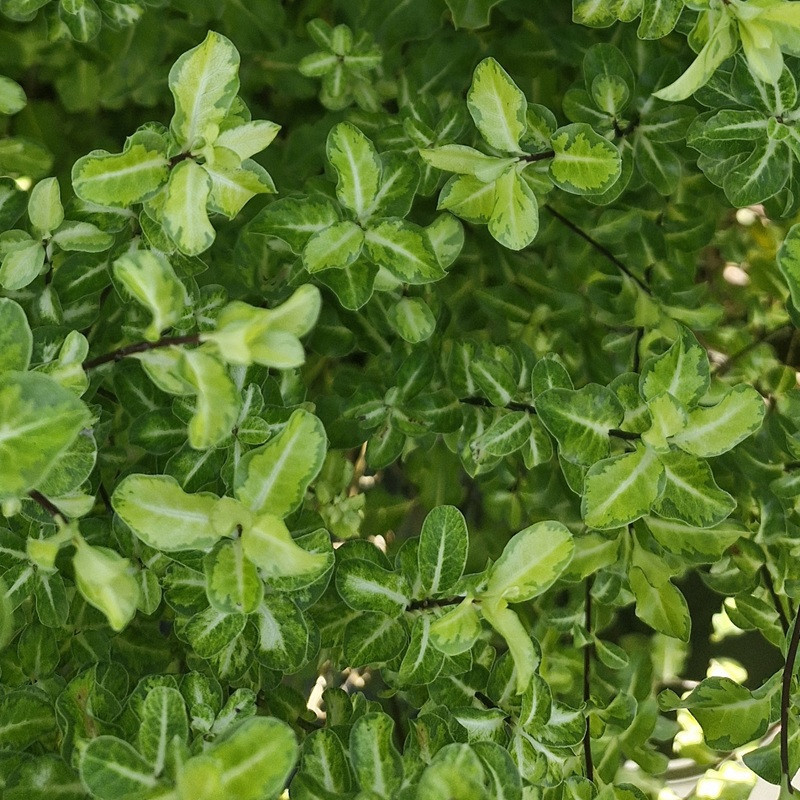 PITTOSPORUM tenuifolium Abbostburygold