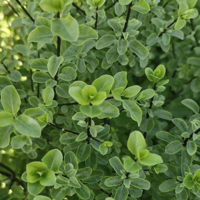 PITTOSPORUM tenuifolium Irish luck
