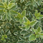 PITTOSPORUM tenuifolium Variegatum