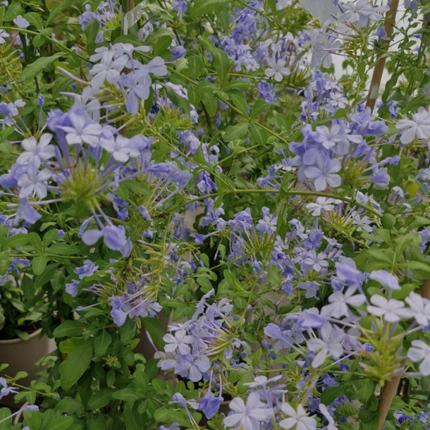PLUMBAGO capensis Bleu ciel