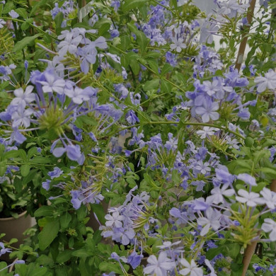 PLUMBAGO capensis Bleu ciel