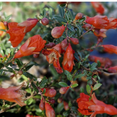 PUNICA granatum Nana gracillissima