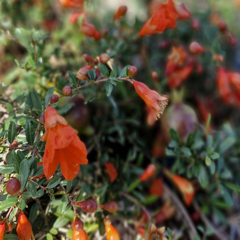PUNICA granatum Nana gracillissima PUNICA granatum Nana gracillissima