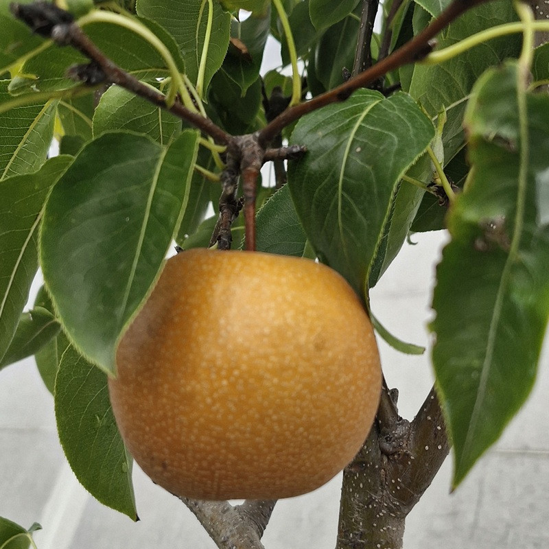 PYRUS pyrifolia Hosui (nashi) PYRUS pyrifolia Hosui (nashi)