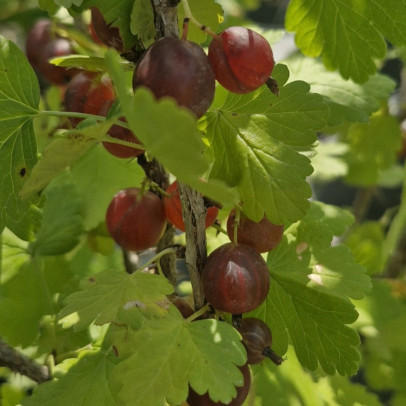 RIBES uva-crispa Whinsham\'s(groseillier maquereaux)