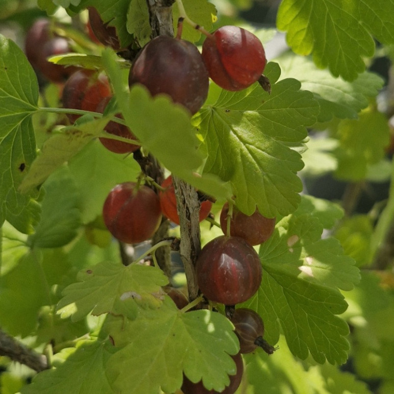 RIBES uva-crispa Whinsham's(groseillier maquereaux)