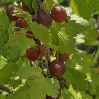 RIBES uva-crispa Whinsham\'s(groseillier maquereaux)