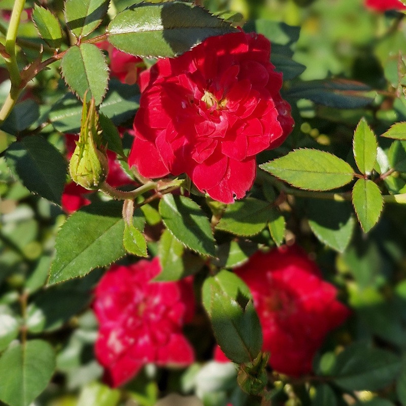 ROSA paysager Fairy (rouge)