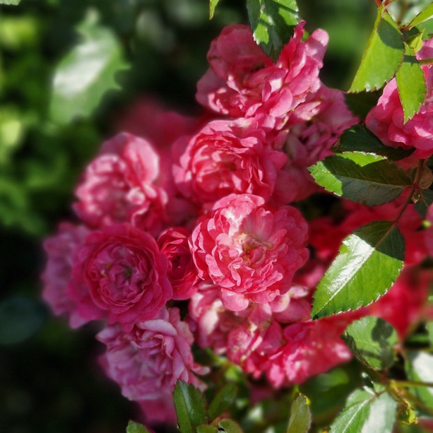 ROSA paysager Fairyrood (rose vif)
