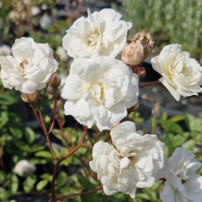 ROSA  Little white pet