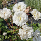 ROSA Little white pet ROSA Little white pet