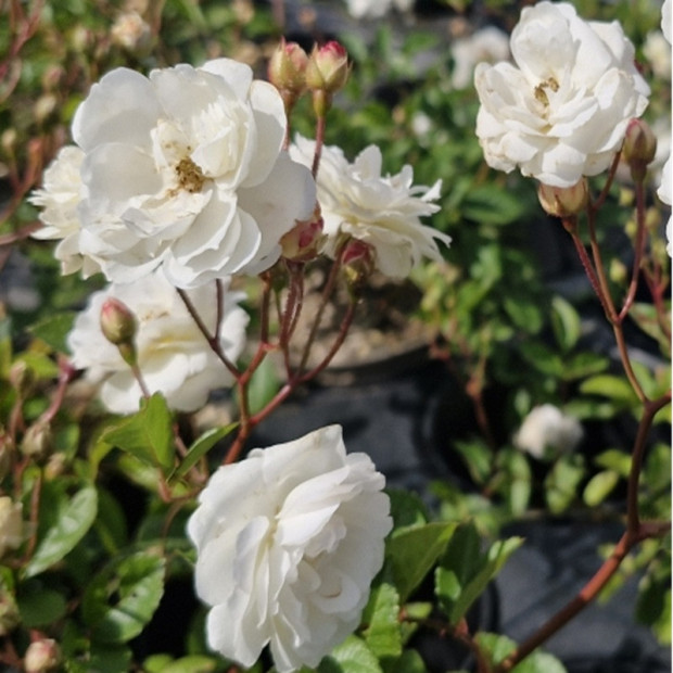 ROSA  Little white pet