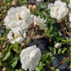 ROSA Little white pet ROSA Little white pet